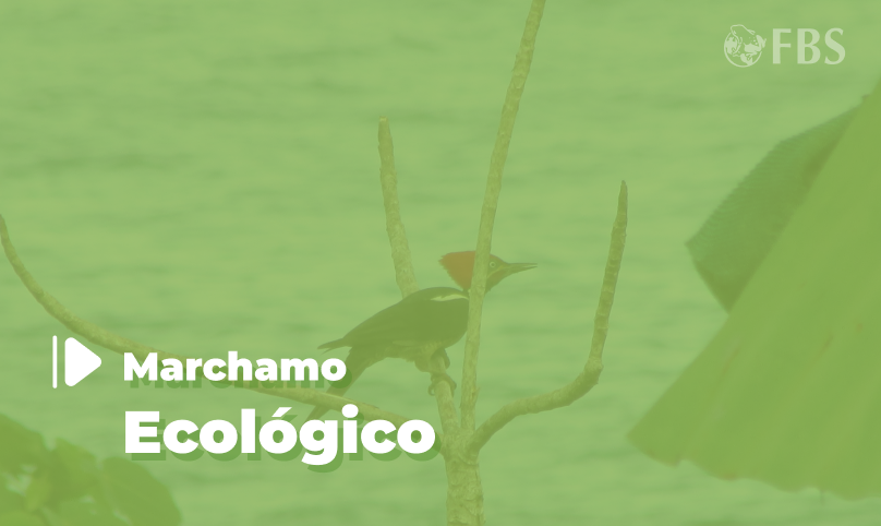 Eco Marchamo