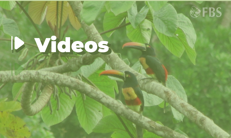 Recopilatorio Videos