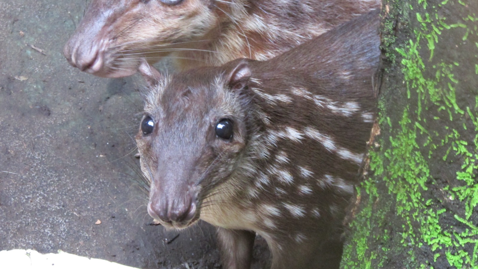 WhatsApp Image 2025-09-10 at 1.39.02 PM (3)