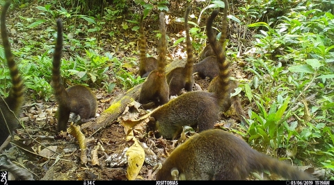 Familia de pizotes, tomada en Cámara Trampa Monitores (Raquel B.)  en 2019