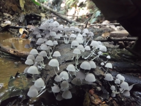 Hongos, tomada en finca Parajeles en 2017