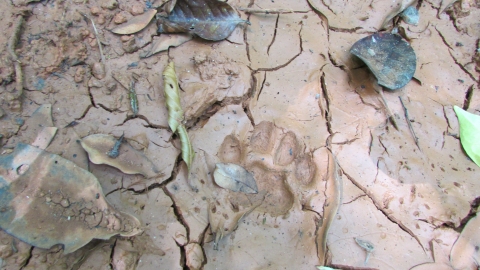 Huella de felino, tomada en finca Alpizar en 2017