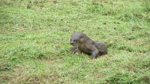 Nutria, tomada en finca Keith en 2017