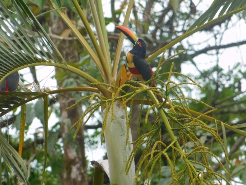 Tucancillo, tomada en finca Sibaja en 2017